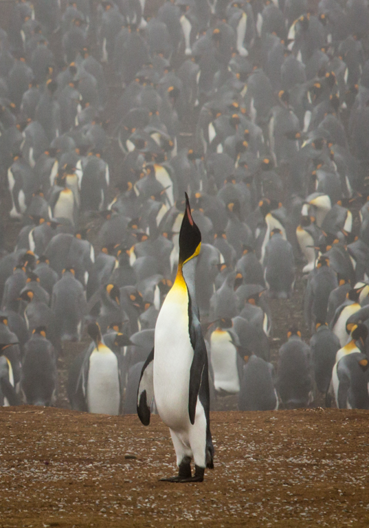 Nature In Class B By Terrie Ulery For Stand Out From The Crowd MAY-2019.jpg